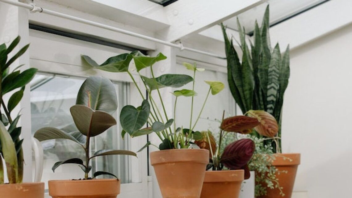 Dekorasi Tanaman Indoor