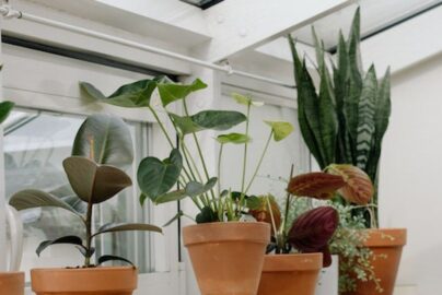 Dekorasi Tanaman Indoor