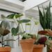 Dekorasi Tanaman Indoor