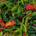 Tumis Kangkung Terasi